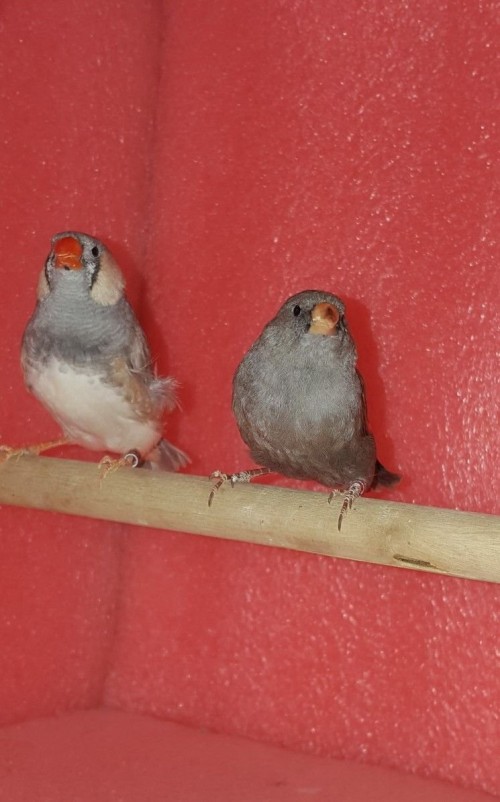 زيبرا شاركول حجم وسط 