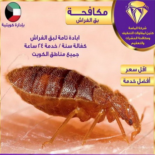 مكافحة قوارض - مكافحة حشرات وقوارض - الاتصال 99663955 - شركة حشرات - مكافحة حشرات - شركة مكافحة حشرات - مكافحة بق - مكافحة حشرات الجهراء - مكافحة حشرات الكويت