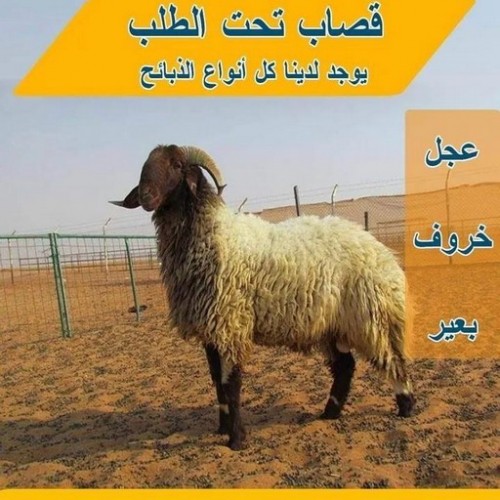 غنم للبيع - اغنام للبيع -  قصاب بالكويت 65942811 - اغنام الكويت - غنم - خرفان للبيع - سوق الغنم - ذبايح للبيع