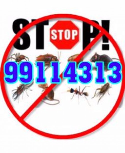 مكافحة حشرات جميع مناطق الكويت