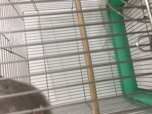 بلبل حجم جامبو تغريد قوي