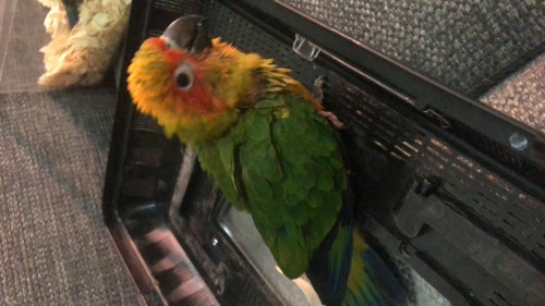 فرخ صن كنيور سعر مميز جدا 55 دينار للجادين