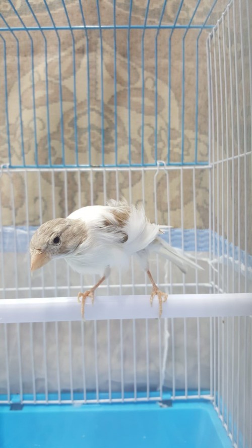 كناري ايراني همداني