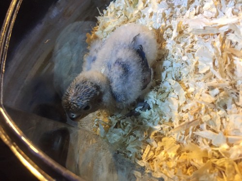 فرخ لوف بيرد مع حضانه وابره عس للتواصل بالواتساب