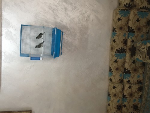 بلبل عراقي نثية وذكر مع قفص