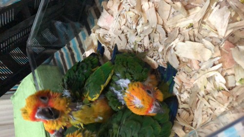 فرخ صن كنيور سعر مميز جدا 55 دينار للجادين