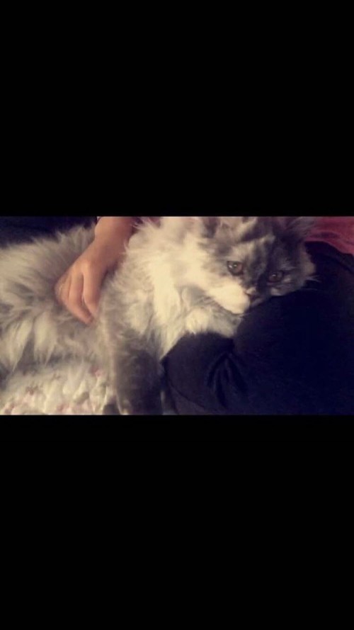 قطوه شيرازيه