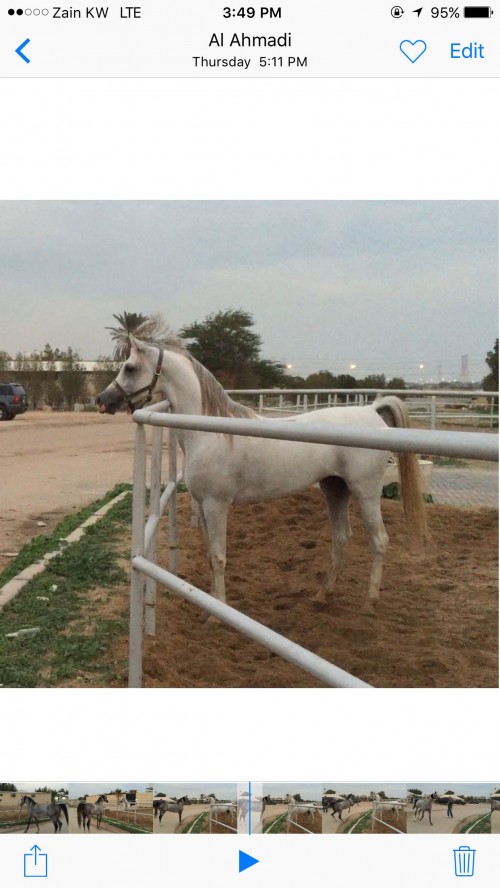 حصان واهو شرط السلم عساف جديد