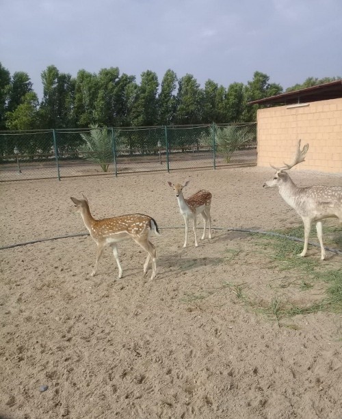 العبدلي ق١ مزرعة ١٩