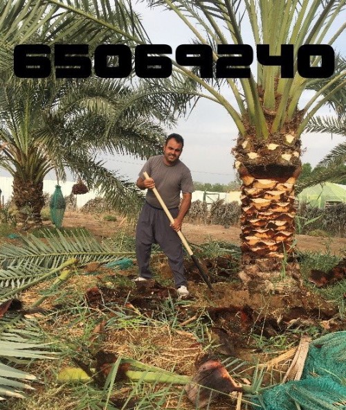 ابوحمزه التميمي لنخيل شيل وزرع