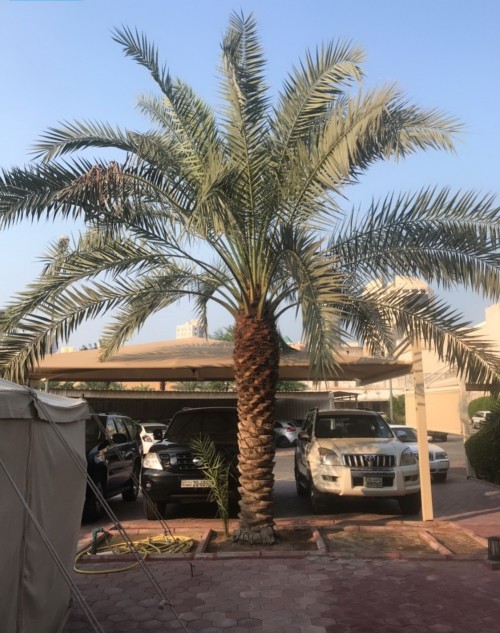 نخله برحيه اصليه 