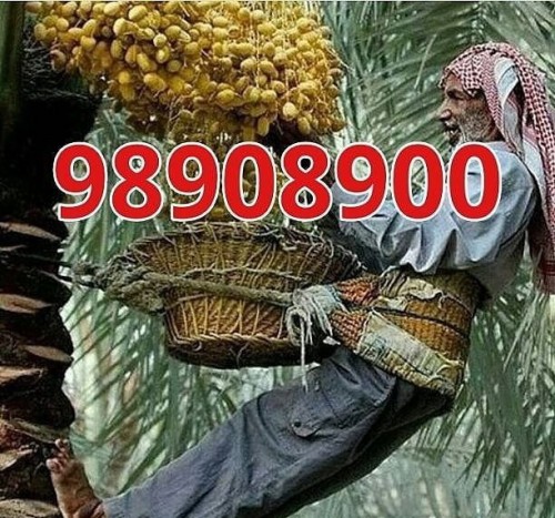 جمیع المناطق/شيل وزراعة نخيل وفروخ