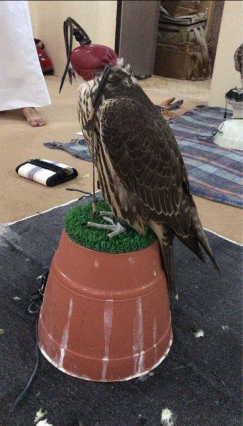 جير شاهين وحش