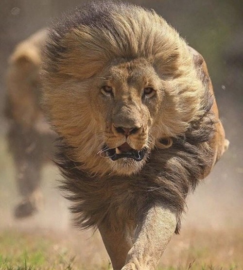 شاب كويتي قيادي