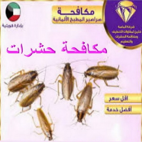 مكافحة صراصير الكويت - بالكويت 99114313 - مكافحة حشرات الكويت - شركة مكافحة حشرات - رقم مكافحة حشرات - مكافحة حشرات الجهراء - مكافحة حشرات رخيص - مكافحة حشرات وقوارض