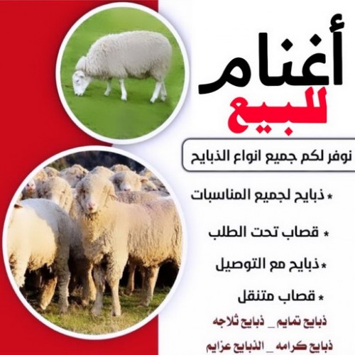 غنم للبيع - اغنام للبيع -  قصاب بالكويت 65942811 - اغنام الكويت - غنم - خرفان للبيع - سوق الغنم - ذبايح للبيع